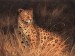 obrazky-full-kilian-spotted-african-cat-6735.jpg